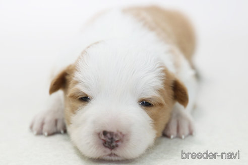 成約済の神奈川県のボーダーコリー-377231の3枚目